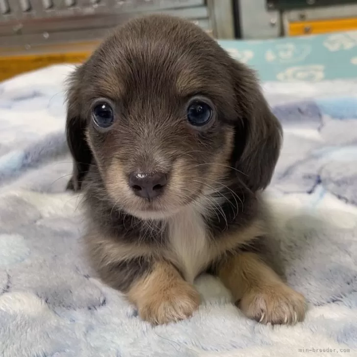 ID：2405-07008の子犬