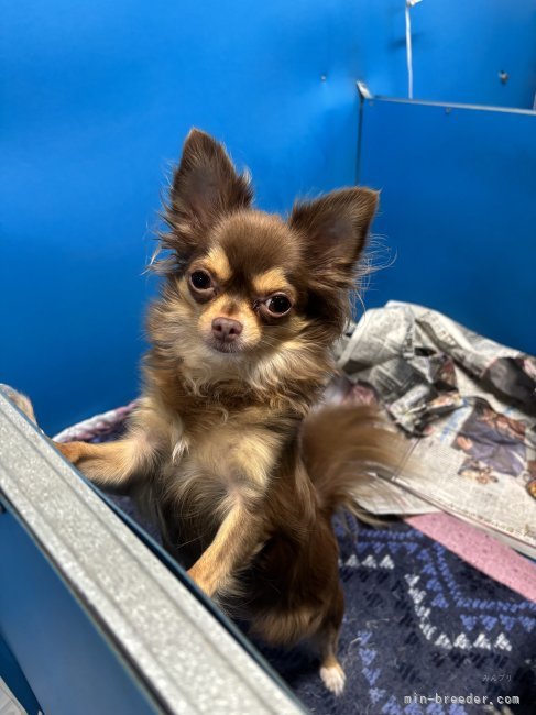 チワワ(ロング)【・女の子・2021年4月11日・チョコレート・クリーム&amp;ホワイト】