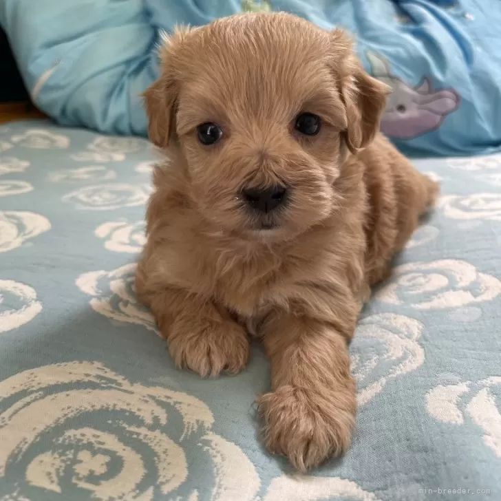 ID：2406-02127の子犬