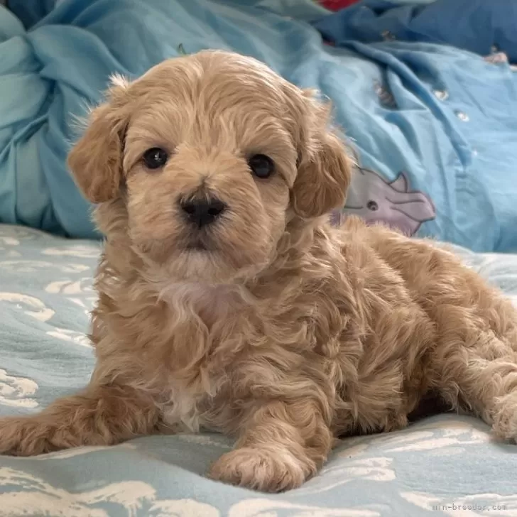 ID:2406-02131の子犬