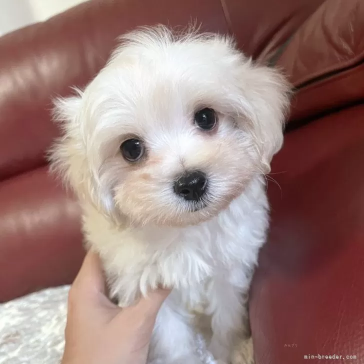 ID:2406-07261の子犬