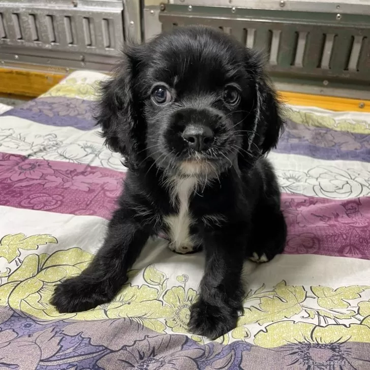 ID:2406-02358の子犬