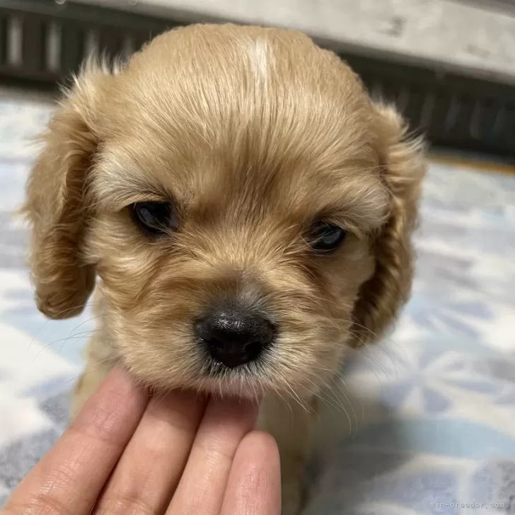 ID：2406-02344の子犬