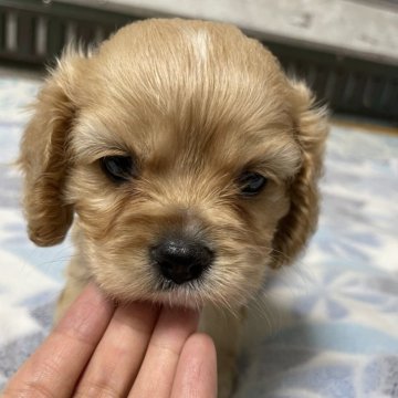 ミックス(キャバリア×アメリカンコッカースパニエル)【愛知県・女の子・2024年5月12日・バフ】の写真「兄弟唯一のバフ色🩷」