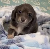 チワックス(チワワ×ダックスフンド)【愛知県・女の子・2024年4月22日・ブルータン・ホワイト】の写真2「ダックス似の大きなお耳」