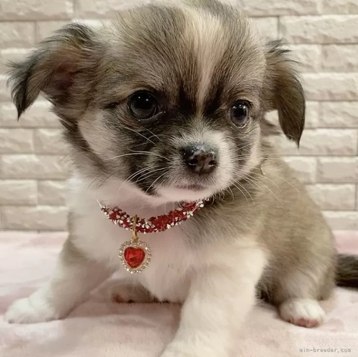 ID:2412-02346の子犬