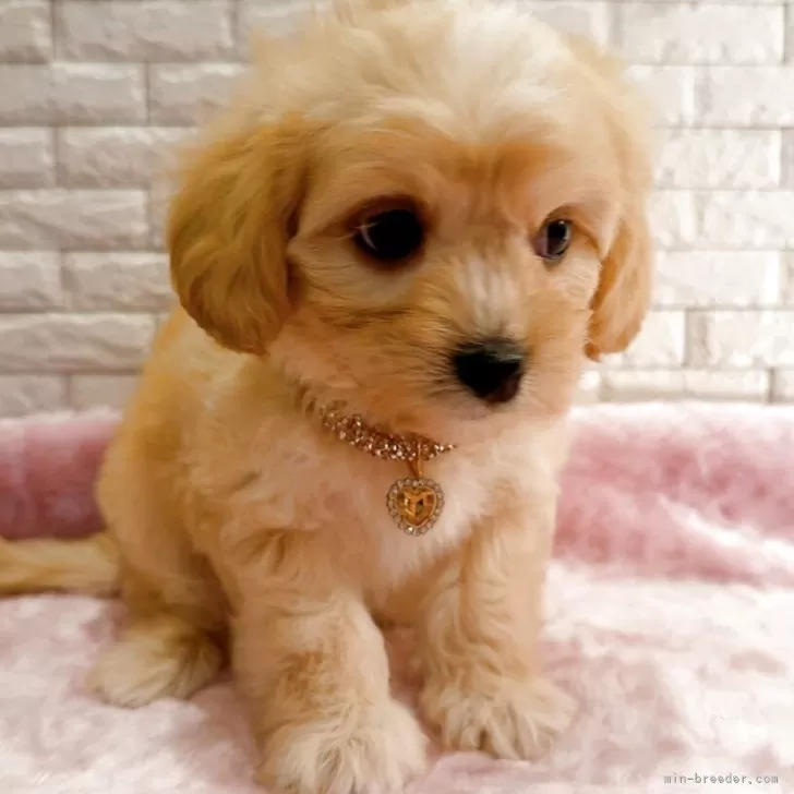 ID:2505-00254の子犬