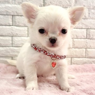 チワワ(ロング)【奈良県・女の子・2025年11月1日・ホワイトクリーム】の写真「美しい毛並みと可愛いお顔」