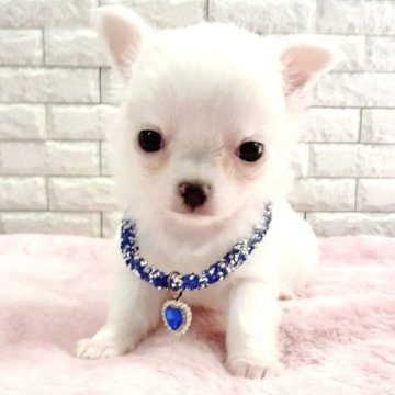 チワワ(ロング)【奈良県・男の子・2025年11月1日・ホワイト】の写真「美しい毛並みと可愛いお顔」