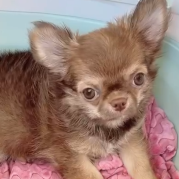 チワワ(ロング)【奈良県・男の子・2025年7月21日・チョコフォーンホワイトマーキング】の写真「美しい毛並みと可愛いお顔」