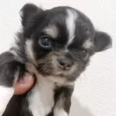チワワ(ロング)