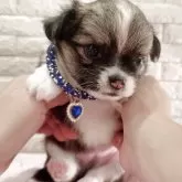 チワワ(ロング)