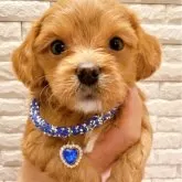 キャバプー(トイプードル×キャバリア)【奈良県・男の子・2025年11月20日・ルビーホワイト✨】の写真1