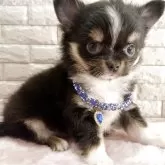チワワ(ロング)