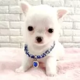 チワワ(ロング)