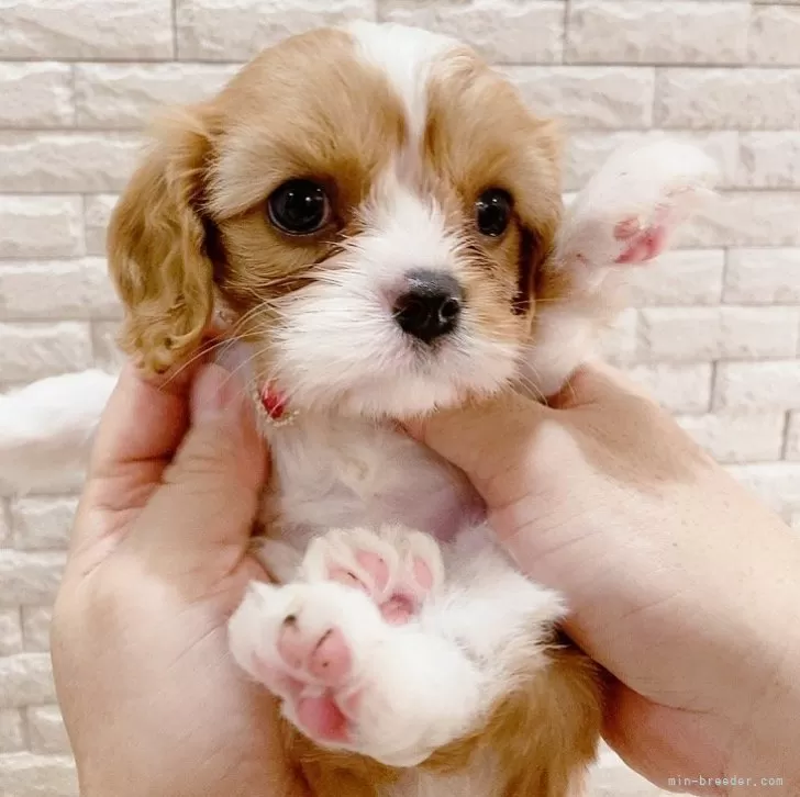 ID：2410-06504の子犬