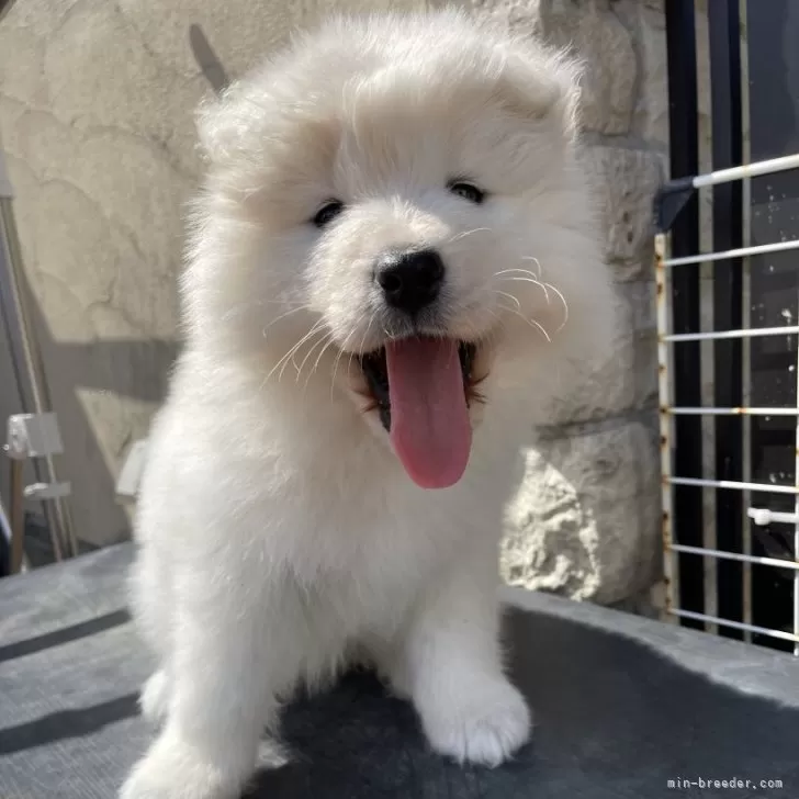 ID:2404-02104の子犬