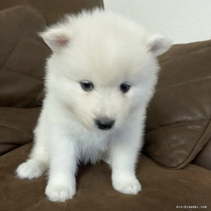 ID:2310-03923の子犬