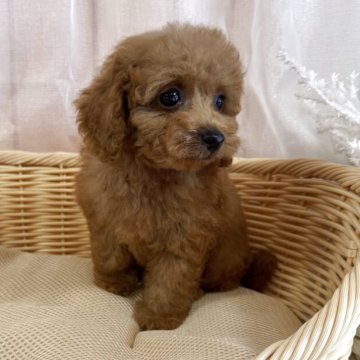 タイニープードル【鹿児島県・男の子・2025年8月3日・レッド】の写真「🐶 まるでぬいぐるみのような愛らしさ 🐶」