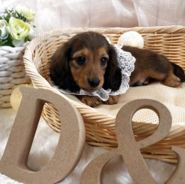 平成レトロ　ヴィンテージ　犬　いぬ　ミニチュア ダックスフント 平成レトロ ヴィンテージ 犬 いぬ ミニチュア ダックスフント