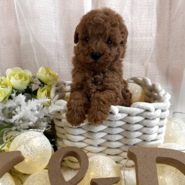 タイニープードル【鹿児島県・男の子・2025年7月27日・レッド】の写真「ぬいぐるみのように可愛い子🐶💖」