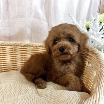 タイニープードル【鹿児島県・男の子・2025年8月3日・レッド】の写真「🐾 小さな王子様のような存在感 🐾」