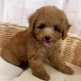タイニープードル