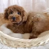 タイニープードル【鹿児島県・男の子・2025年7月27日・レッド】の写真2