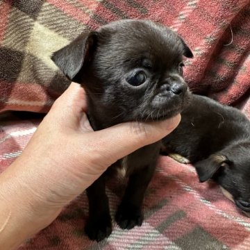 チワワ(スムース)【福島県・女の子・2025年10月2日・ブラックソリッド】の写真「珍しいブラックソリッド✨️スムース✨」