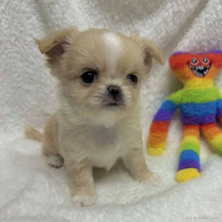 ID:2304-03078の子犬