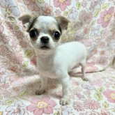 チワワ(スムース)