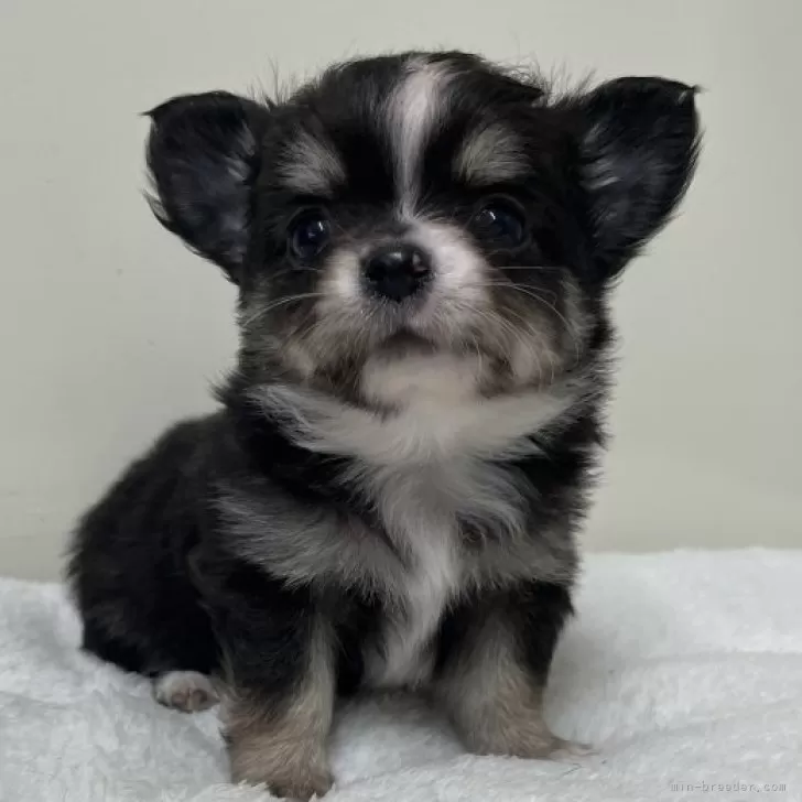 ID:2503-06824の子犬