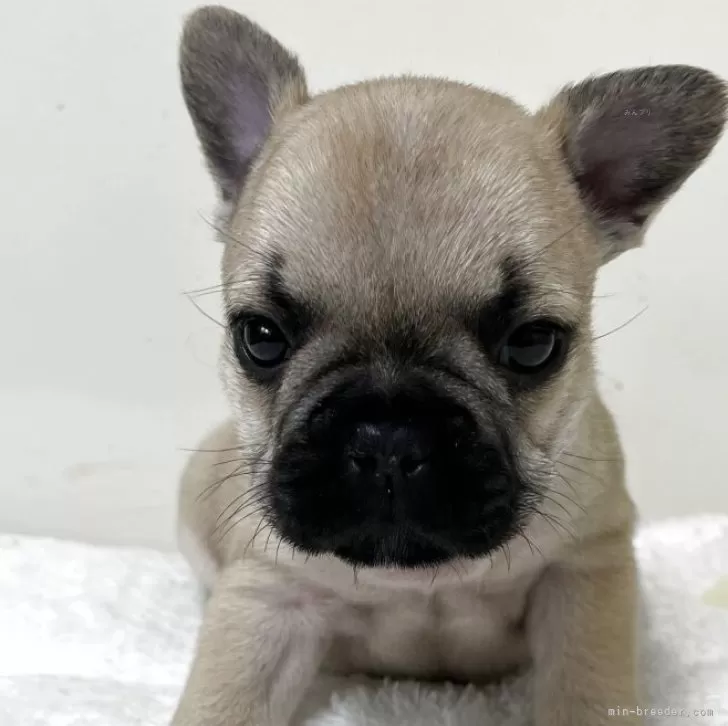 ID:2503-08476の子犬