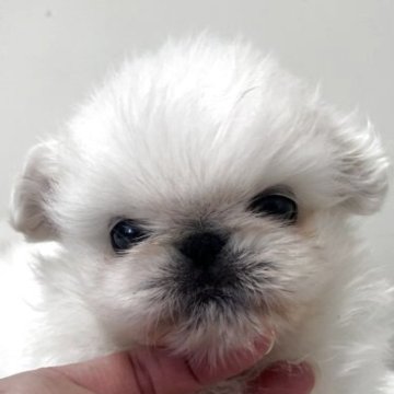 ペキニーズ【愛知県・男の子・2025年10月7日・ホワイト】の写真「紹介文をご覧ください」