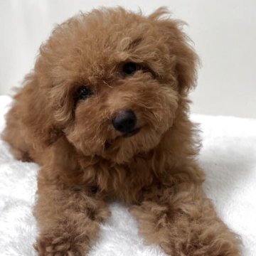 トイプードル(トイ)【愛知県・女の子・2025年4月10日・レッド】の写真「紹介文をご覧ください」