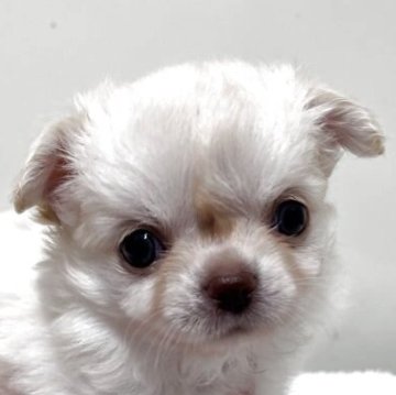 チワワ(ロング)【愛知県・女の子・2025年10月1日・クリーム】の写真「紹介文をご覧ください」