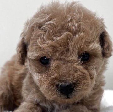 トイプードル(トイ)【愛知県・女の子・2025年10月11日・アプリコット】の写真「紹介文をご覧ください」