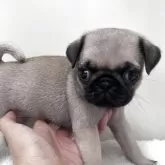 パグ