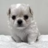 チワワ(ロング)