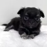 チワワ(ロング)