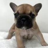 フレンチブルドッグ