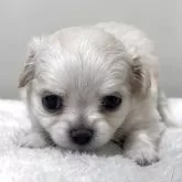 チワワ(ロング)