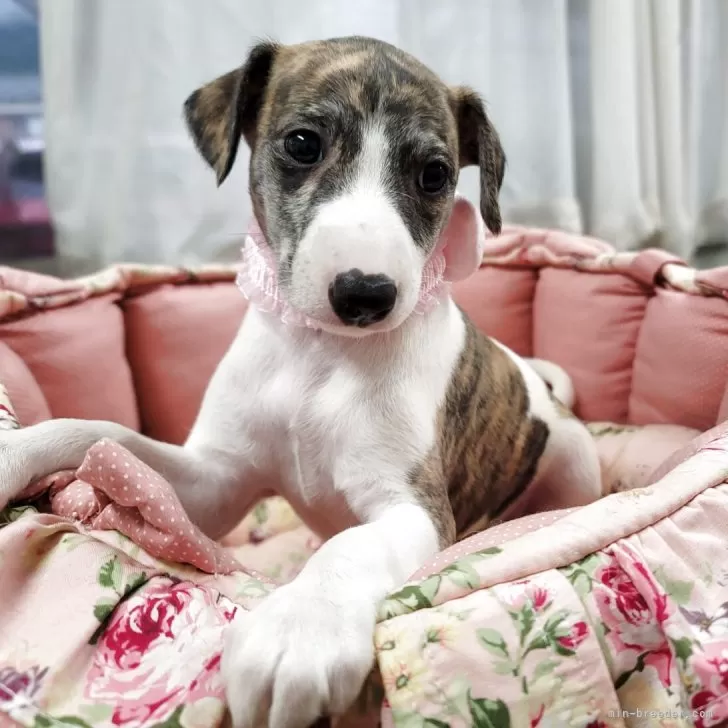 ウィペット【福岡県・女の子・2025年7月25日・ブリンドル&ホワイト】の写真1