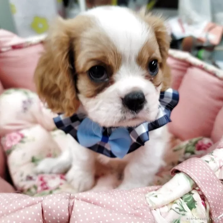 キャバリア【福岡県・男の子・2025年9月7日・ブレンハイム】の写真1