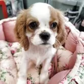 キャバリア【福岡県・男の子・2025年6月16日・ブレンハイム】の写真1