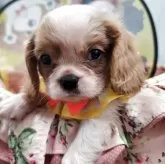 キャバリア【福岡県・男の子・2025年8月28日・ブレンハイム】の写真1