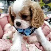 キャバリア【福岡県・男の子・2025年9月7日・ブレンハイム】の写真2「お鼻が詰まったイケワン君」