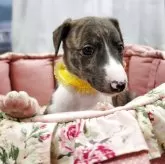 ウィペット【福岡県・女の子・2025年7月25日・ブリンドル&ホワイト】の写真2