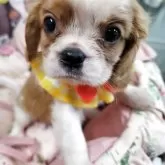 キャバリア【福岡県・男の子・2025年8月28日・ブレンハイム】の写真2