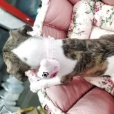 ウィペット【福岡県・女の子・2025年7月25日・ブリンドル&ホワイト】の写真4